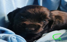 Cocker Spaniel dogs for sale: Adorable Cocker Spaniels  - Image 11