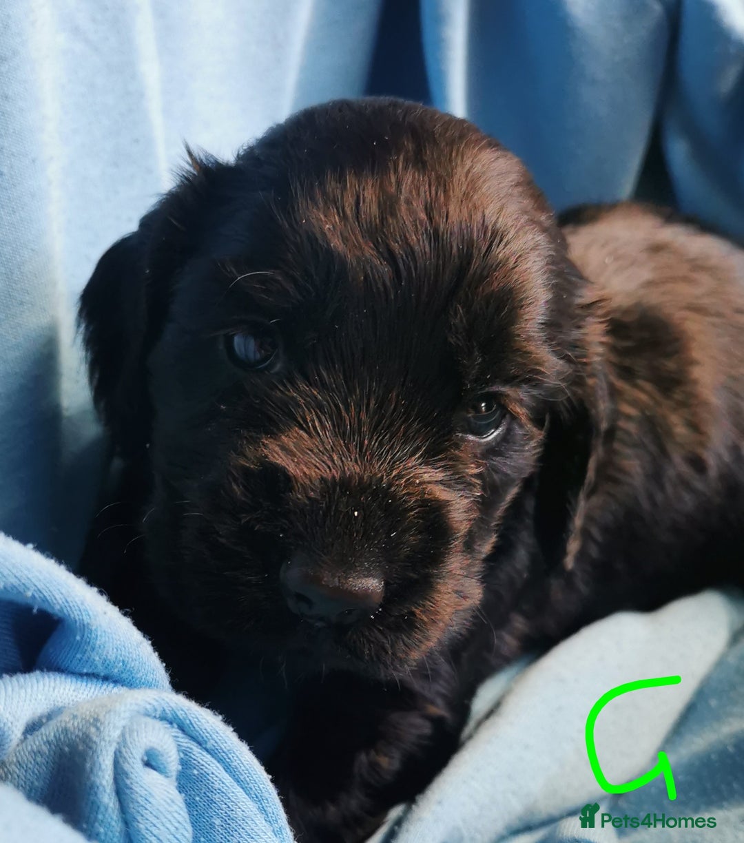 Cocker Spaniel dogs for sale: Adorable Cocker Spaniels  - Image 11