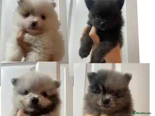 Pomeranian dogs Beautiful Pomeranian Puppies - Advert 1