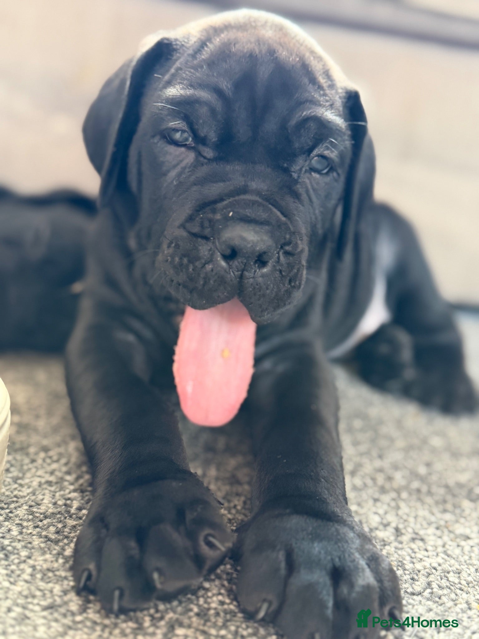 Cane Corso dogs chunky cane corso puppies  - Advert 18