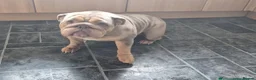 English Bulldog dogs for sale: Coco x dreamy boys daughter  - Advert 4