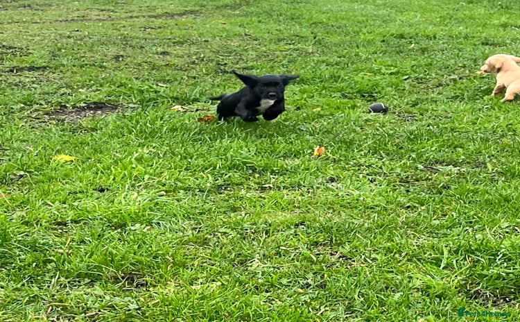 Cocker Spaniel dogs - Advert 9