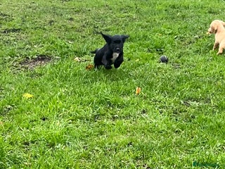 Cocker Spaniel dogs - Advert 25