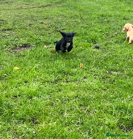 Cocker Spaniel dogs - Advert 9