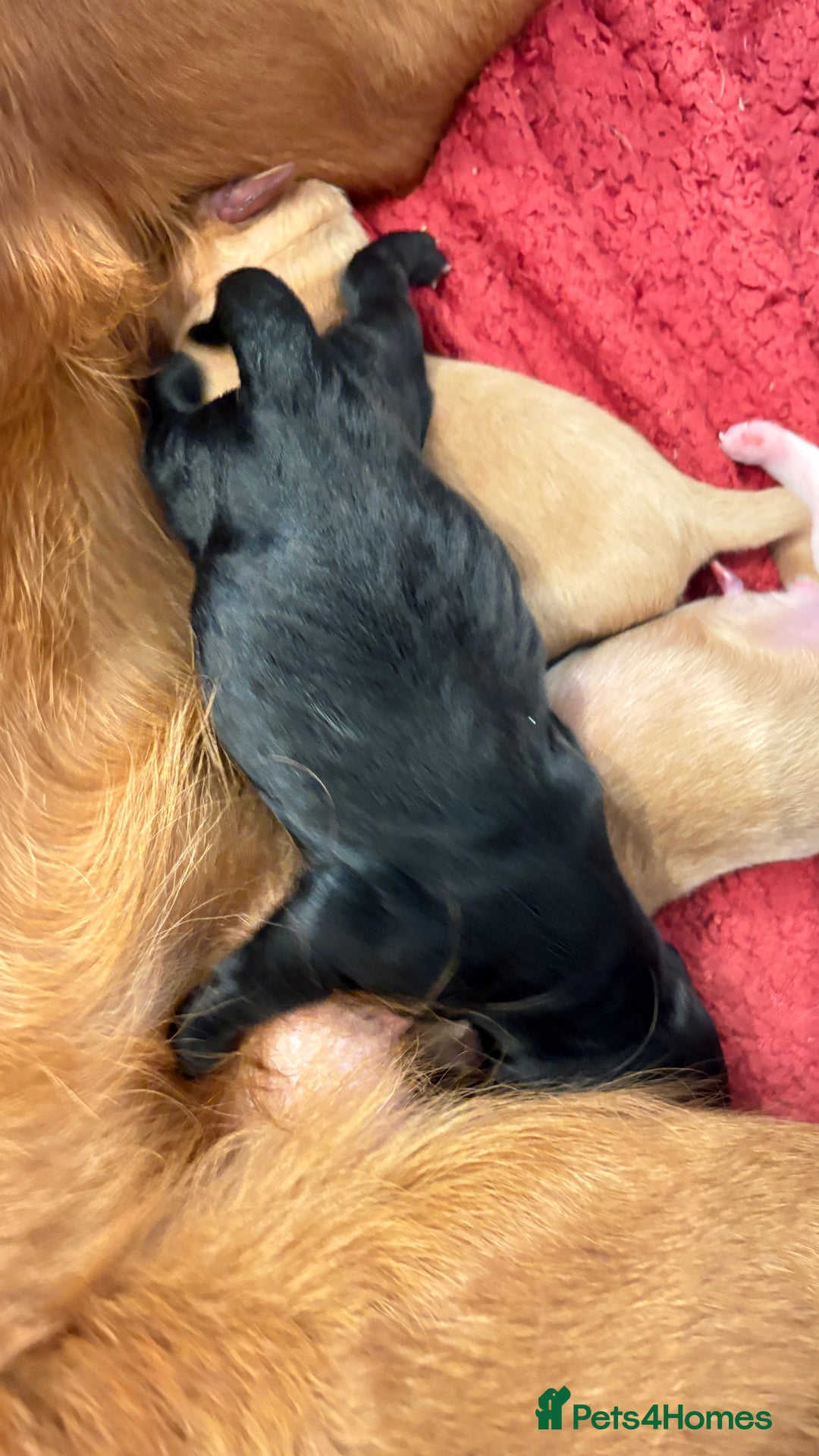 Sprocker dogs for sale: Sprocker for sale - Image 8