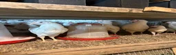 Mixed Breed poultry for sale: Laying hens  - Advert 5