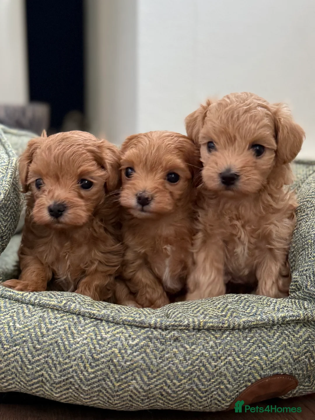 Maltipoo dogs for sale: Maltipoo f1 Maltese mum x Asian poodle dad - Advert 1
