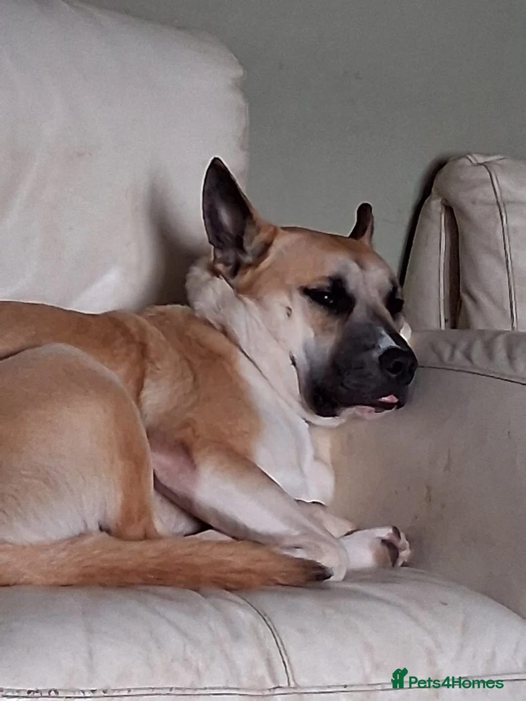 Mixed Breed dogs for sale: Bear  - Advert 2