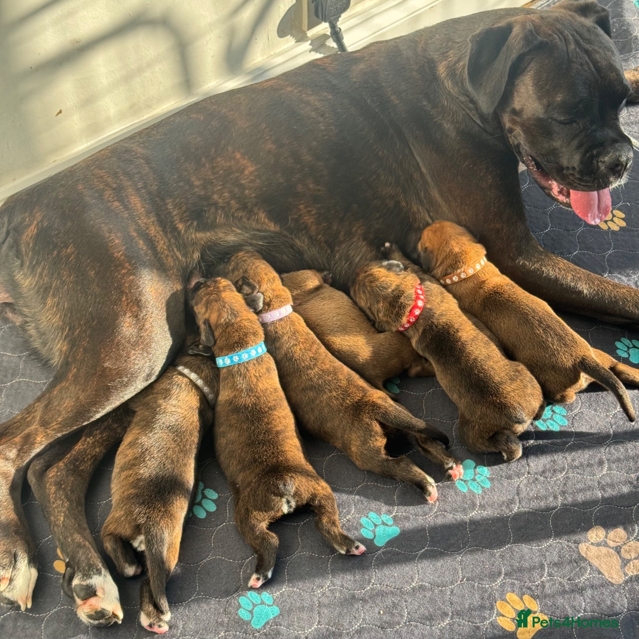 Boxer dogs for sale: KC Registered Boxer Puppies – Ready to Reserve - Advert 1