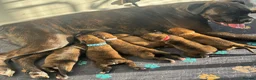Boxer dogs for sale: KC Registered Boxer Puppies – Ready to Reserve - Advert 1