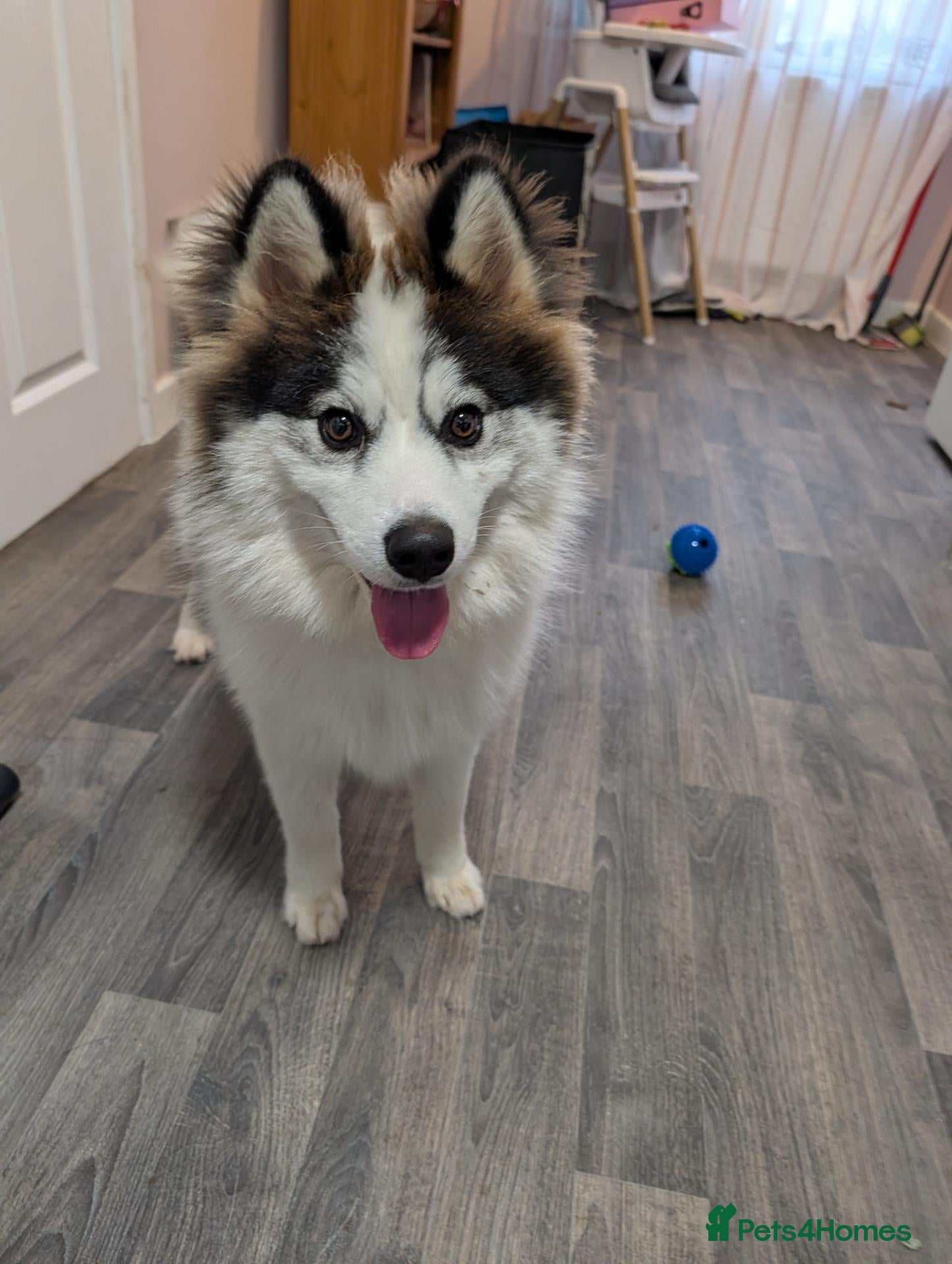 Pomsky dogs Beautiful 6 months Husky x Pomeranian boy - Advert 10