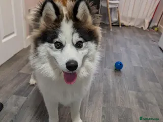 Pomsky dogs Beautiful 6 months Husky x Pomeranian boy - Advert 1