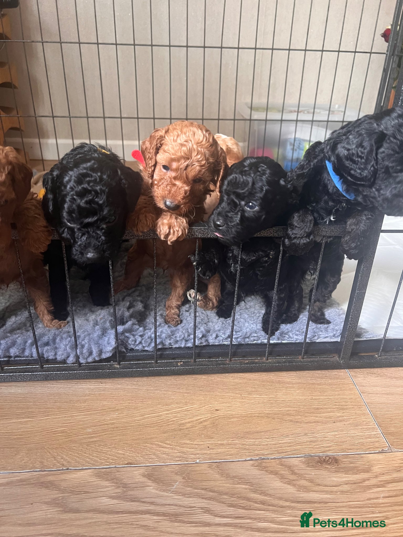 Cockapoo dogs F1b Cockapoos - Advert 4