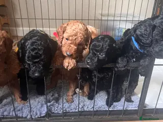 Cockapoo dogs F1b Cockapoos - Advert 4