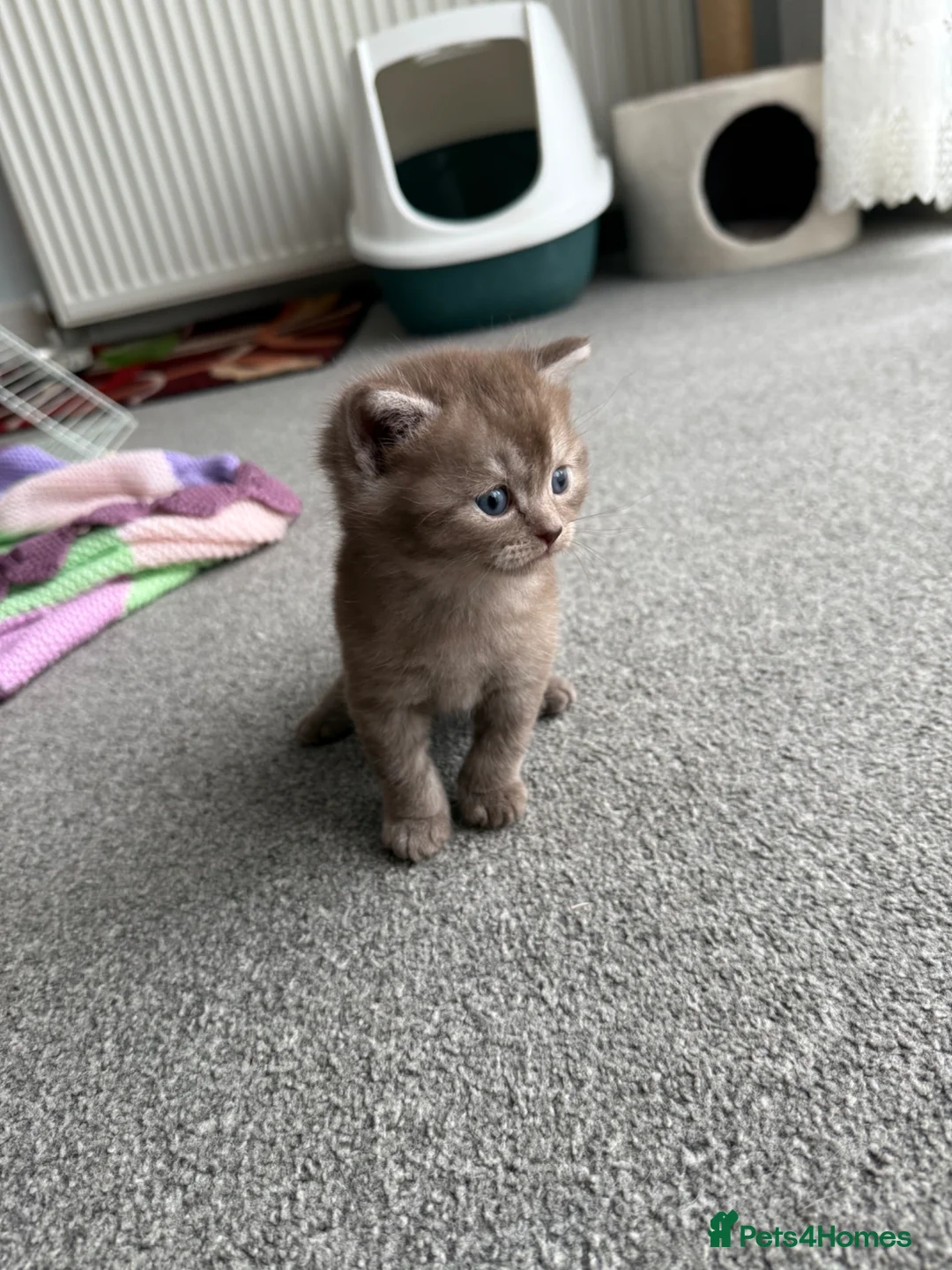 British Shorthair cats for sale: We have 4 little kittens looking for a new home - Advert 1