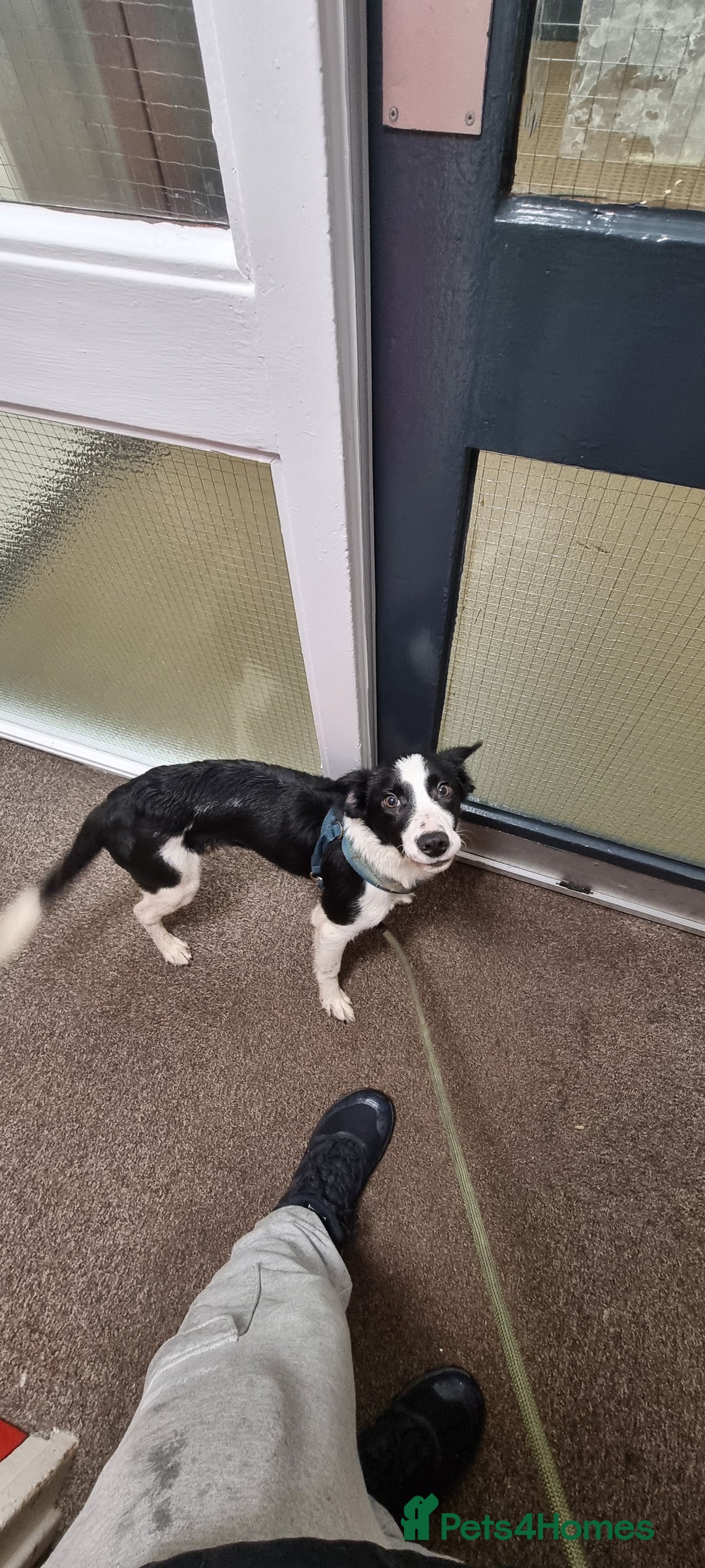 Sprollie dogs for sale: Wallace - Advert 4