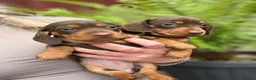 Miniature Dachshund dogs for sale: Adorable tiny puppies  - Advert 3