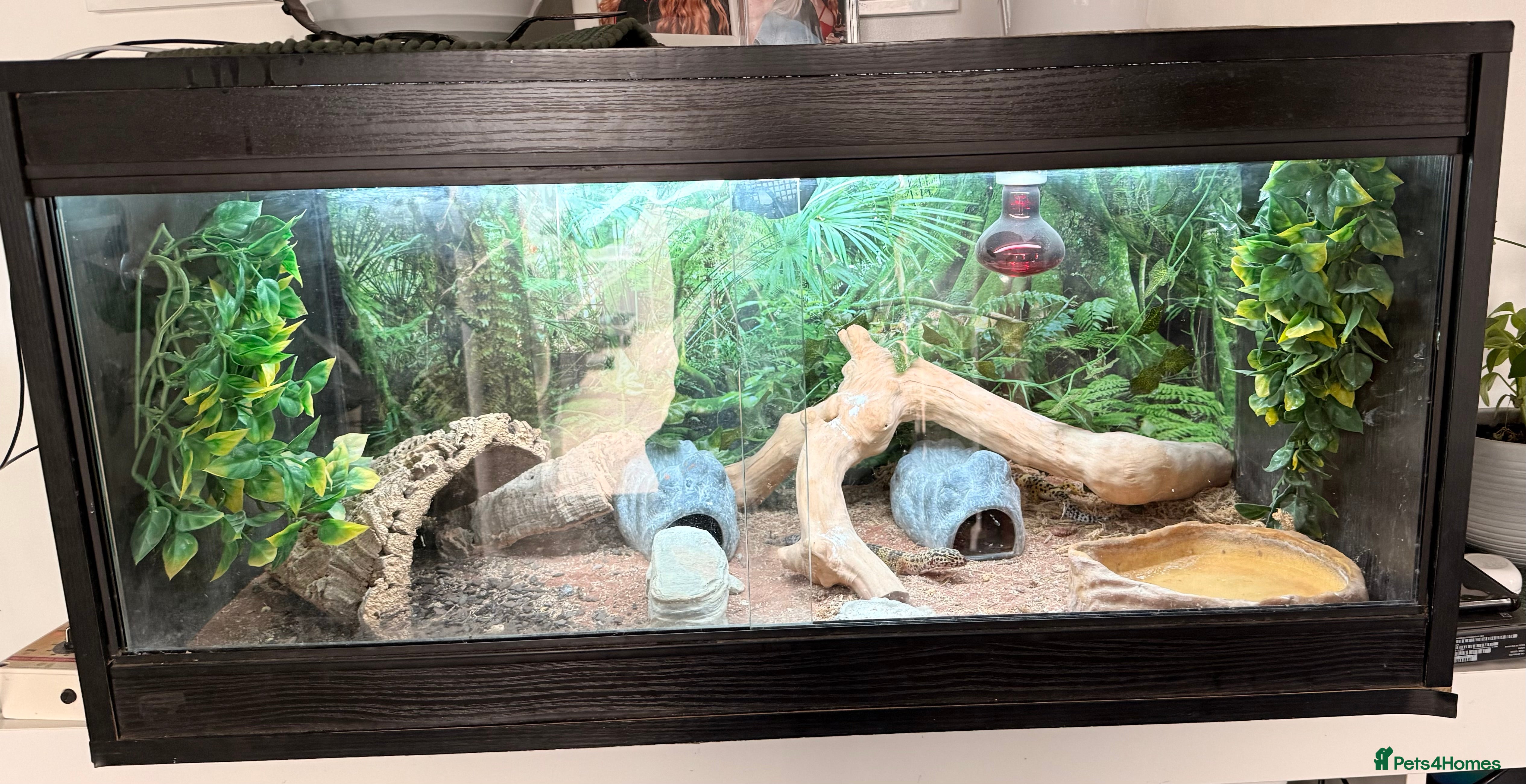 Leopard Gecko reptiles 3 x Leopard geckos and FULL SETUP needs to go asap - Advert 11