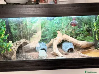 Leopard Gecko reptiles 3 x Leopard geckos and FULL SETUP needs to go asap - Advert 11