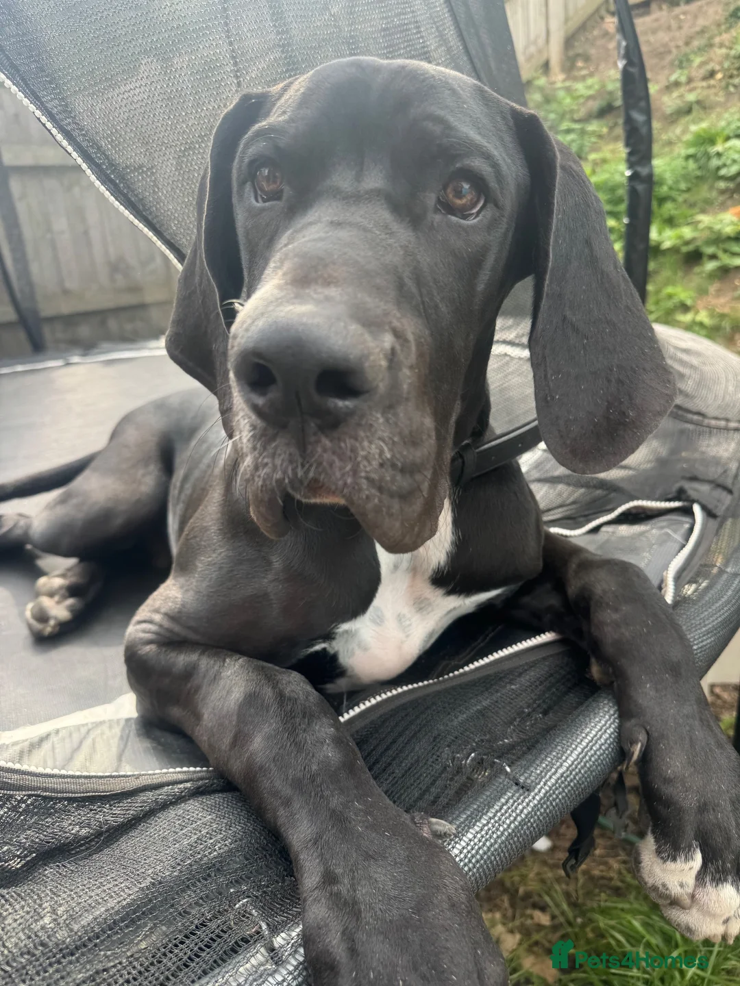 Great Dane dogs for sale: Beautiful Great Dane  in Doncaster - Advert 6