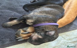 Mixed Breed dogs for sale: Beautiful Inca & handsome Nanuq PUPDATE x2  - Image 15