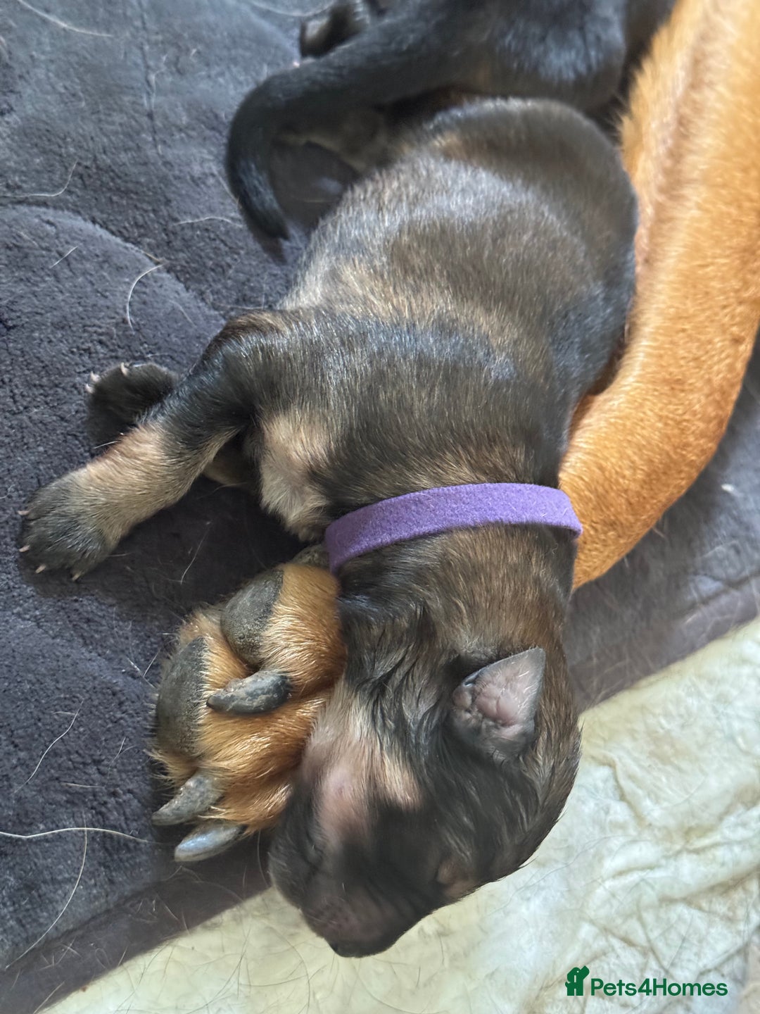 Mixed Breed dogs for sale: Beautiful Inca & handsome Nanuq PUPDATE x2  - Image 15