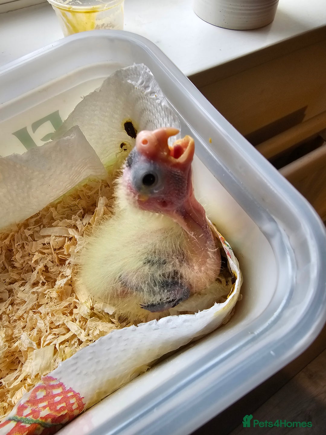 Cockatiels birds for sale: Cockatiel - Image 1