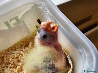 Cockatiels birds for sale - Advert 1