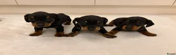 Miniature Dachshund dogs for sale: Dachshund Puppys 8 available  - Advert 34