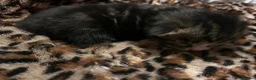 British Shorthair cats for sale: 4 beautiful kittens  - Advert 4
