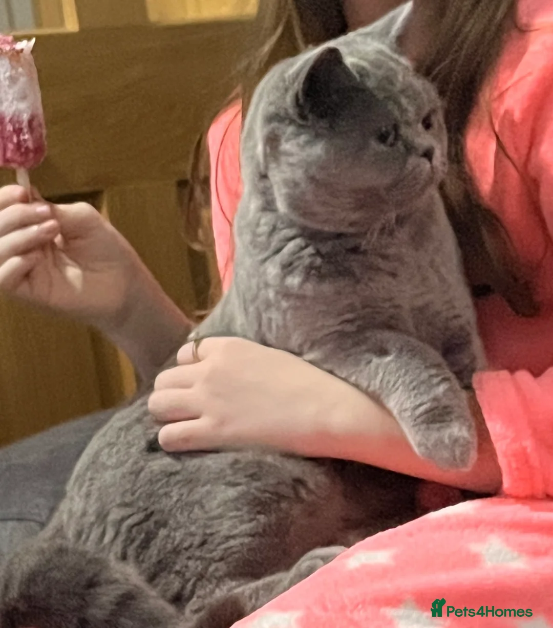 British Shorthair cats for sale: British Shorthair- 10 months old - Advert 3