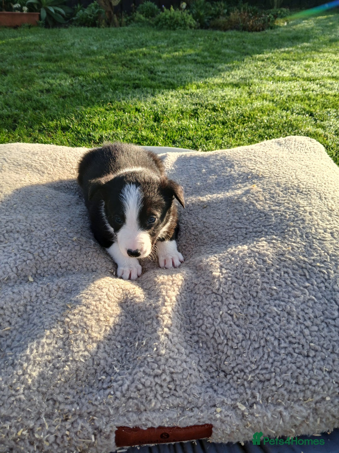 Border Collie dogs for sale: Border collie pups off Trial winning parents  - Advert 3