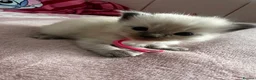 Ragdoll cats for sale: Beautiful Ragdoll kittens – 3 boys & 2 girls 🐾 - Advert 11