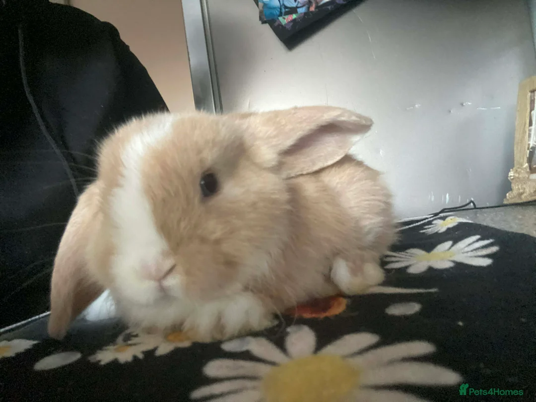 Mini Lop rabbits for sale: Ready to leave now  - Advert 2