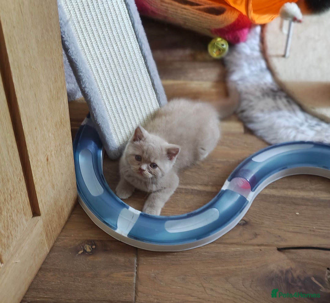 British Longhair cats for sale: Cinnamon bi colour longhair  - Image 21