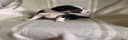 Border Collie dogs for sale: KC/ISDS Registered Beautiful Border Collie Pups - Advert 18