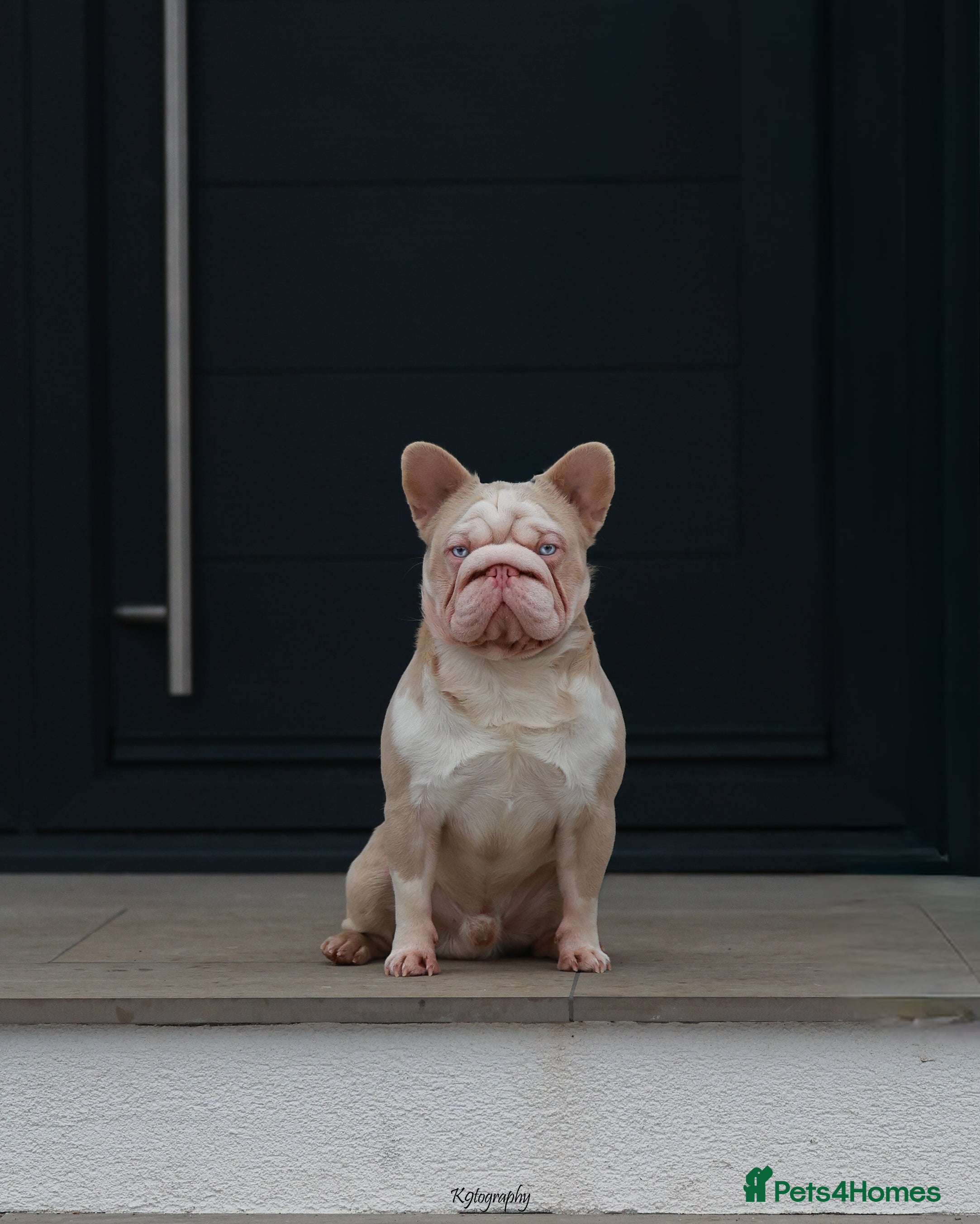 French Bulldog dogs !!REDUCED!! BUBBLEGUM - PINK FRENCH BULLDOG STUD in Basildon - Advert 15