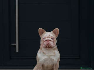 French Bulldog dogs !!REDUCED!! BUBBLEGUM - PINK FRENCH BULLDOG STUD in Basildon - Advert 4