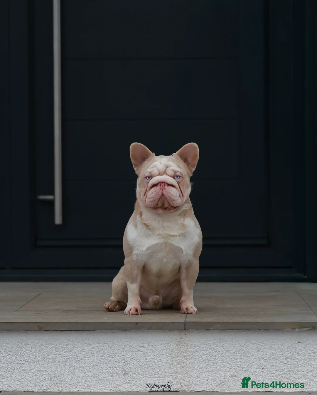 French Bulldog dogs for stud: !!REDUCED!! BUBBLEGUM - PINK FRENCH BULLDOG STUD in Basildon - Advert 1
