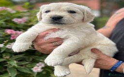 Golden Retriever dogs for sale: 1 Gorgeous Boy Available  - Image 5