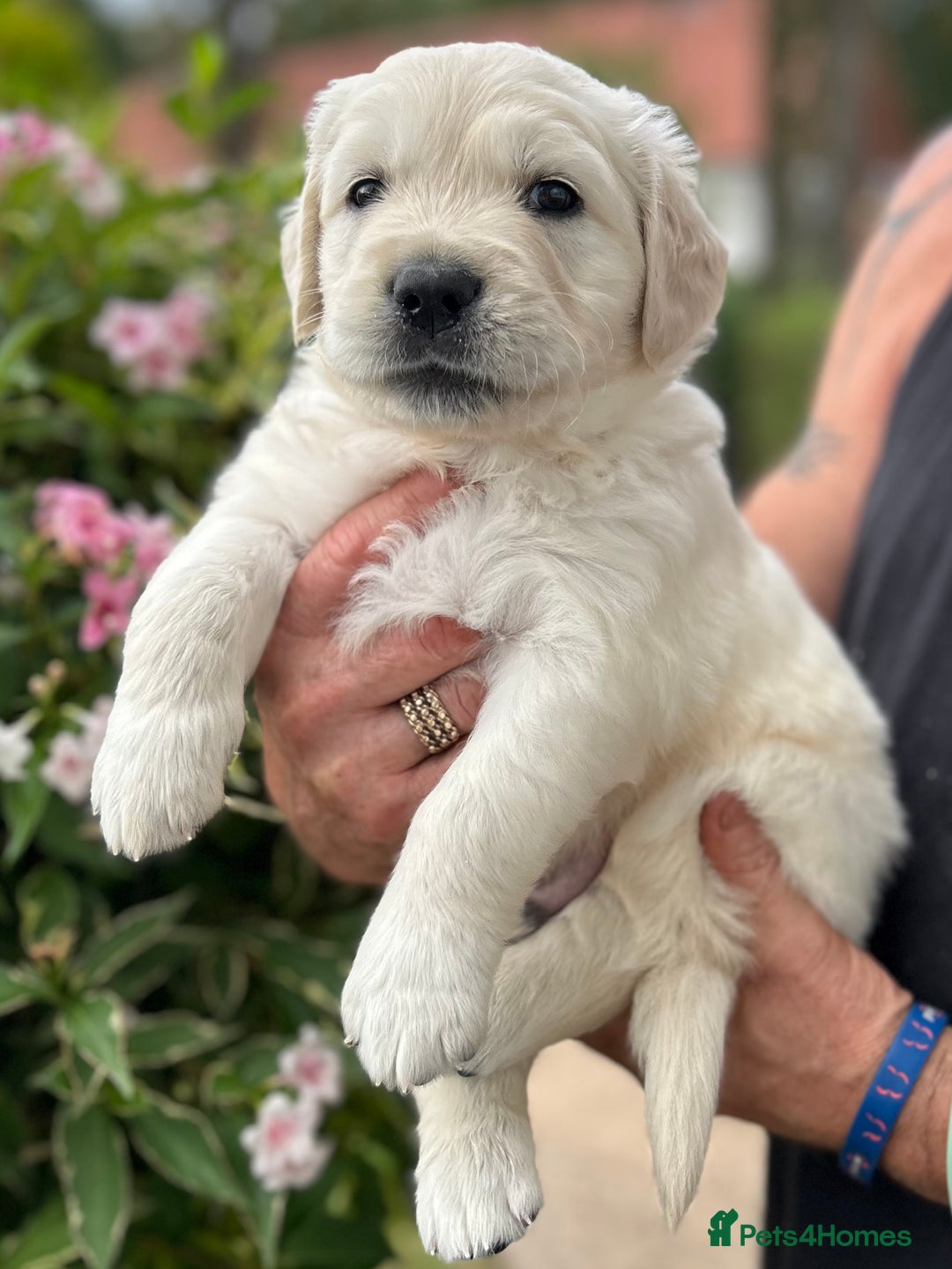 Golden Retriever dogs for sale: 1 Gorgeous Boy Available  - Image 5