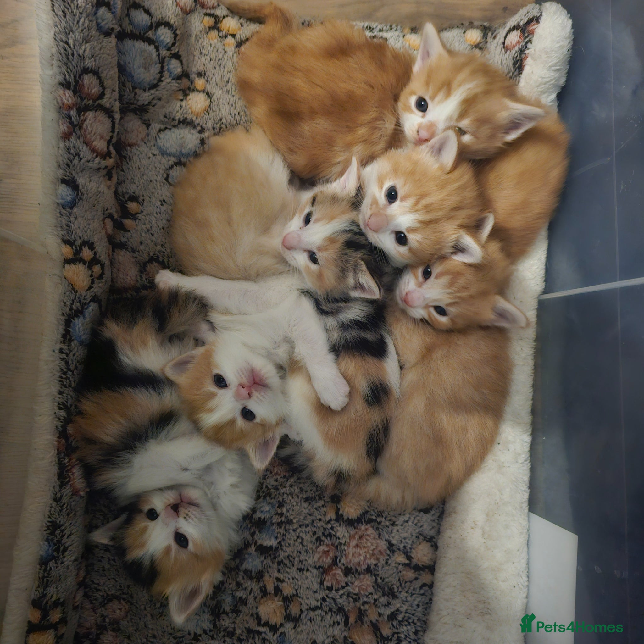 Mixed Breed cats Beautiful Kittens - Advert 1
