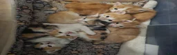 Mixed Breed cats for sale: Beautiful Kittens - Advert 1