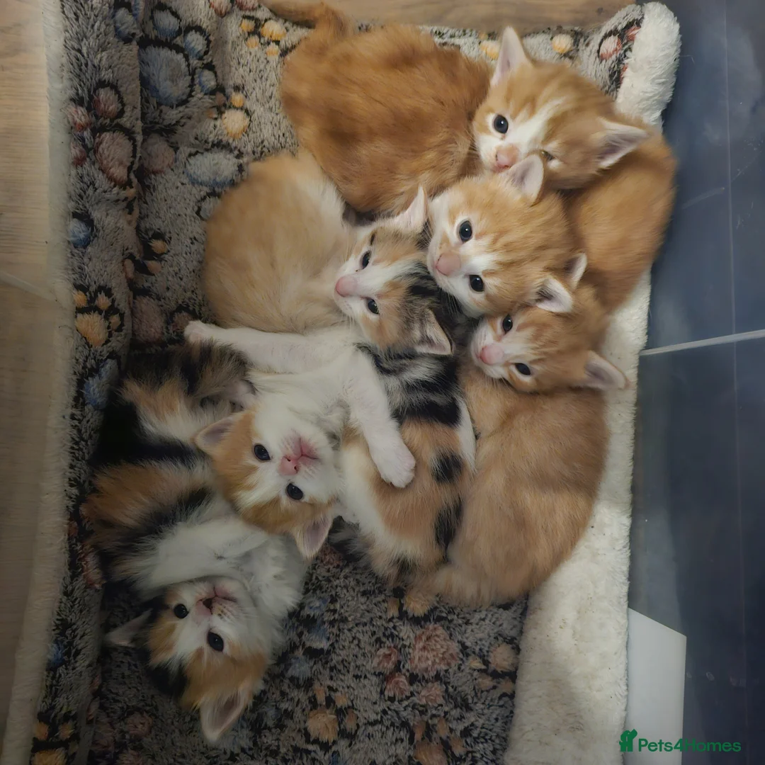 Mixed Breed cats for sale: Beautiful Kittens - Advert 1
