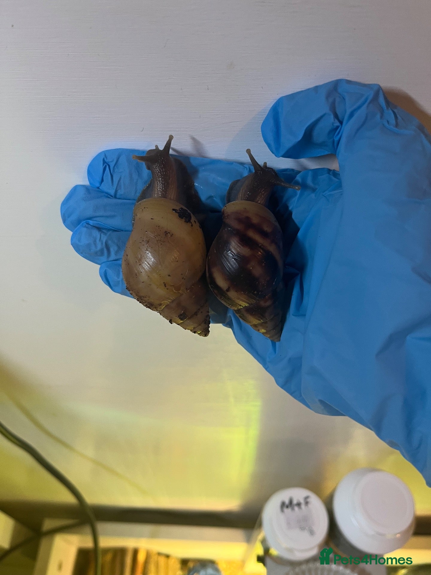 Snails invertebrates 2 Giant African land snails (URGENT) - Advert 18