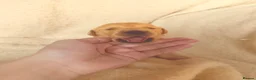 Golden Retriever dogs for sale: KC Registered Golden Retriever Puppies  - Advert 6