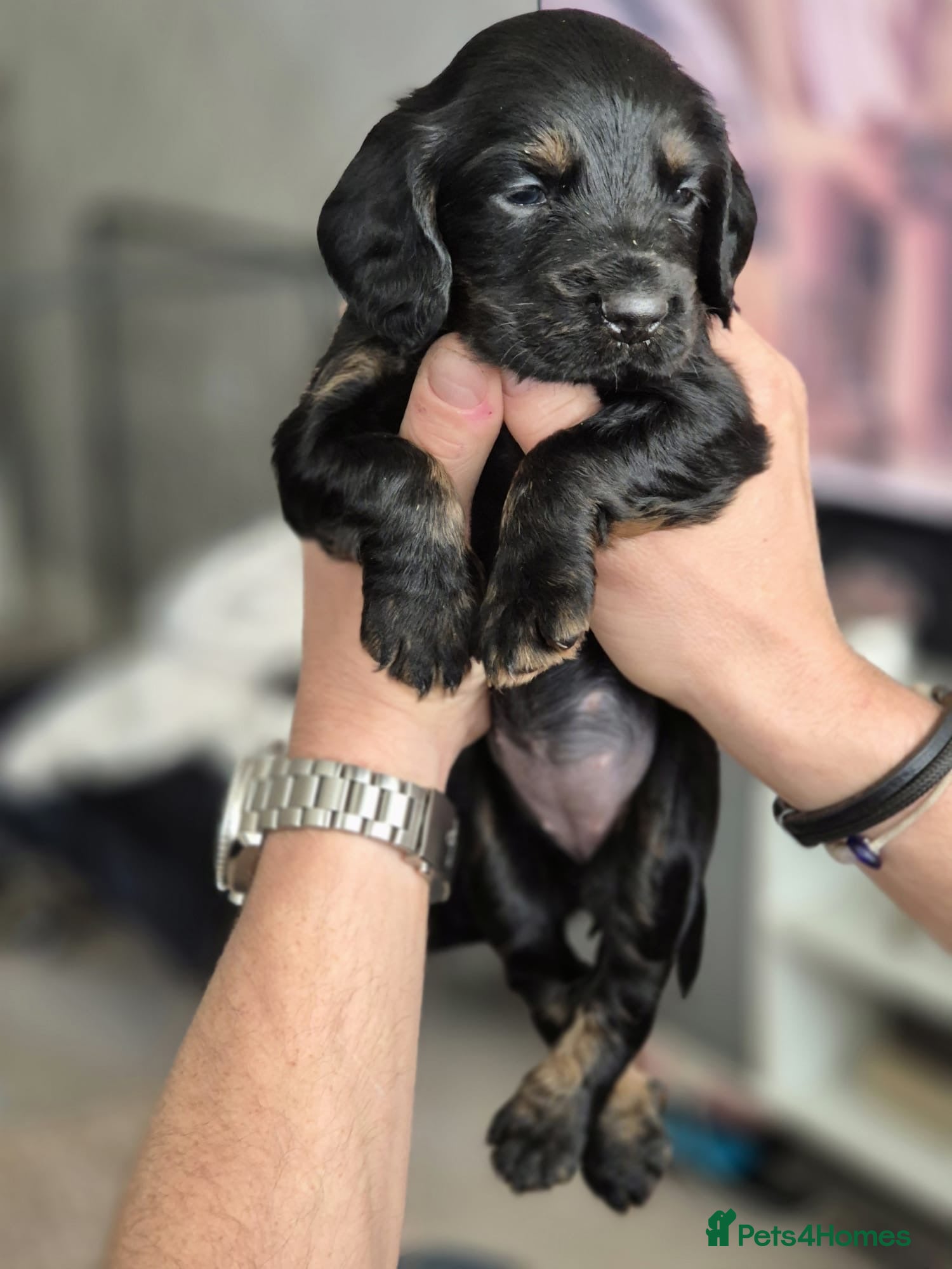 Sprocker dogs Meet your new sprocker puppy. Ready 29/03/26. - Advert 18