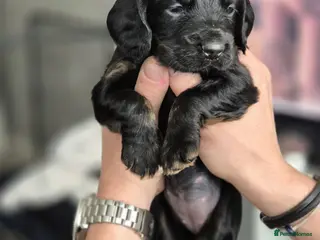 Sprocker dogs Meet your new sprocker puppy. Ready 29/03/26. - Advert 2