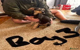 Mixed Breed dogs for sale: Beautiful puppies for sale!!!  - Image 26