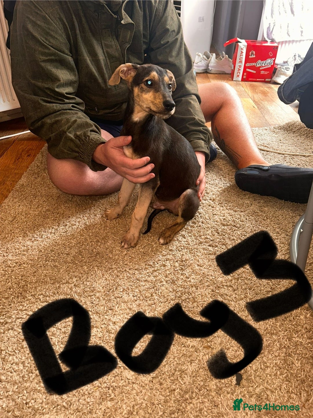 Mixed Breed dogs for sale: Beautiful puppies for sale!!!  - Image 26